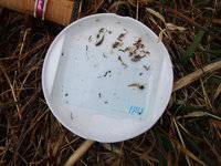 秩父フライフィールド 釣果