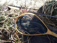 秩父フライフィールド 釣果