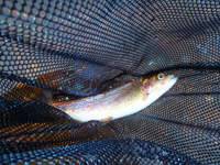 秩父フライフィールド 釣果