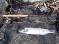 秩父フライフィールド 釣果