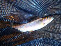 秩父フライフィールド 釣果