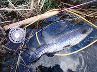 秩父フライフィールド 釣果