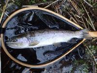 秩父フライフィールド 釣果