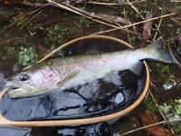 秩父フライフィールド 釣果