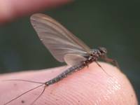 秩父フライフィールド 釣果