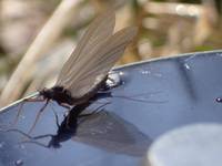 秩父フライフィールド 釣果