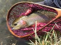 秩父フライフィールド 釣果