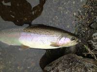 秩父フライフィールド 釣果