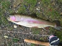 秩父フライフィールド 釣果