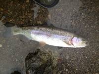 秩父フライフィールド 釣果