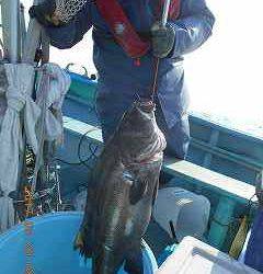 安房丸 釣果