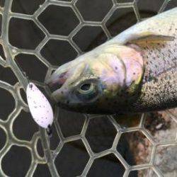 フィッシング サンクチュアリ 釣果