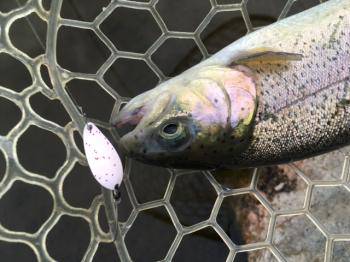 フィッシング サンクチュアリ 釣果