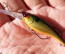 フィッシング サンクチュアリ 釣果