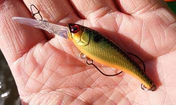 フィッシング サンクチュアリ 釣果