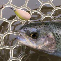 フィッシング サンクチュアリ 釣果