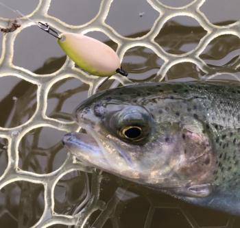 フィッシング サンクチュアリ 釣果