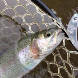 フィッシング サンクチュアリ 釣果