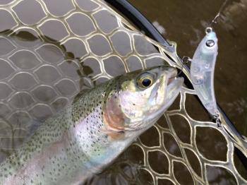 フィッシング サンクチュアリ 釣果