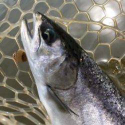 フィッシング サンクチュアリ 釣果