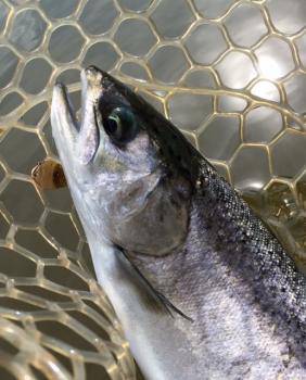 フィッシング サンクチュアリ 釣果