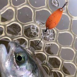 フィッシング サンクチュアリ 釣果