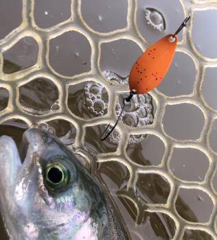 フィッシング サンクチュアリ 釣果