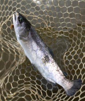 フィッシング サンクチュアリ 釣果