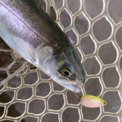 フィッシング サンクチュアリ 釣果