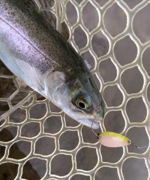 フィッシング サンクチュアリ 釣果