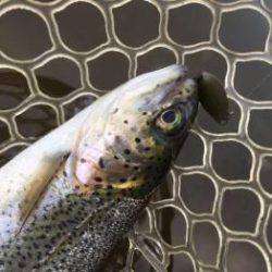 フィッシング サンクチュアリ 釣果