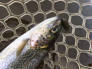 フィッシング サンクチュアリ 釣果