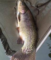 フィッシング サンクチュアリ 釣果