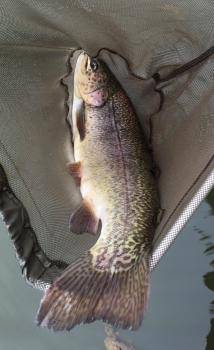 フィッシング サンクチュアリ 釣果