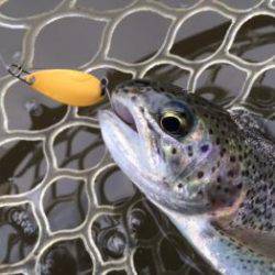 フィッシング サンクチュアリ 釣果