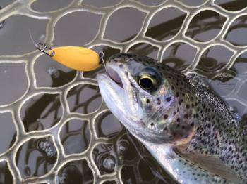 フィッシング サンクチュアリ 釣果