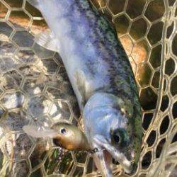 フィッシング サンクチュアリ 釣果