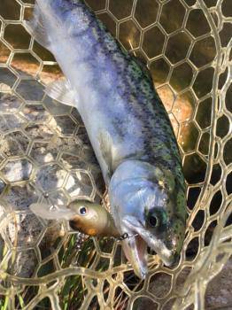 フィッシング サンクチュアリ 釣果