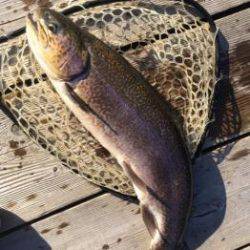 フィッシング サンクチュアリ 釣果