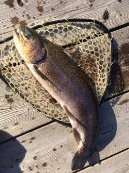 フィッシング サンクチュアリ 釣果