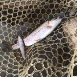 フィッシング サンクチュアリ 釣果