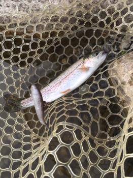 フィッシング サンクチュアリ 釣果