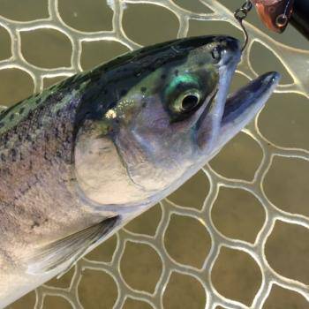 フィッシング サンクチュアリ 釣果