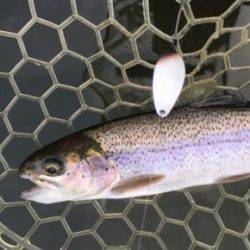 フィッシング サンクチュアリ 釣果