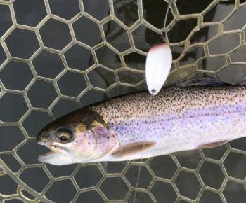 フィッシング サンクチュアリ 釣果