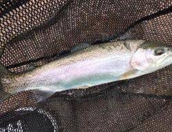 フィッシング サンクチュアリ 釣果