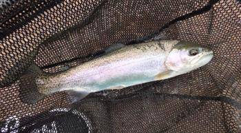 フィッシング サンクチュアリ 釣果