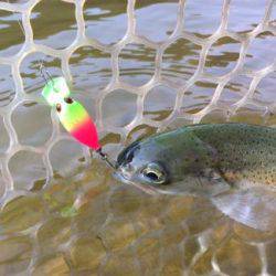 フィッシング サンクチュアリ 釣果