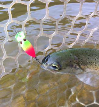 フィッシング サンクチュアリ 釣果