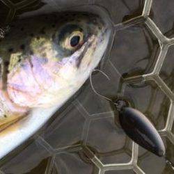 フィッシング サンクチュアリ 釣果